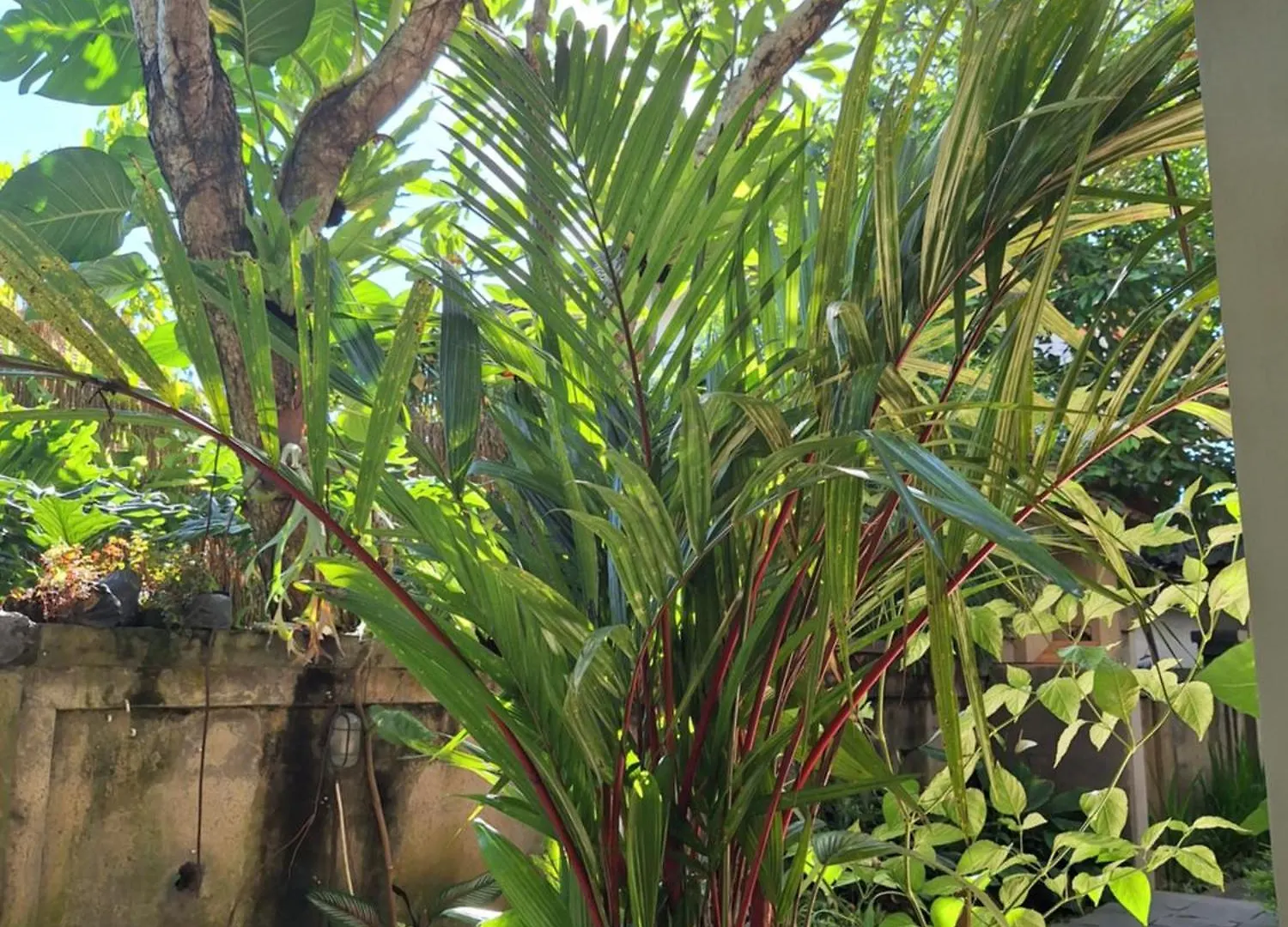 Pensión Kasapa Inn Ubud Indonesia