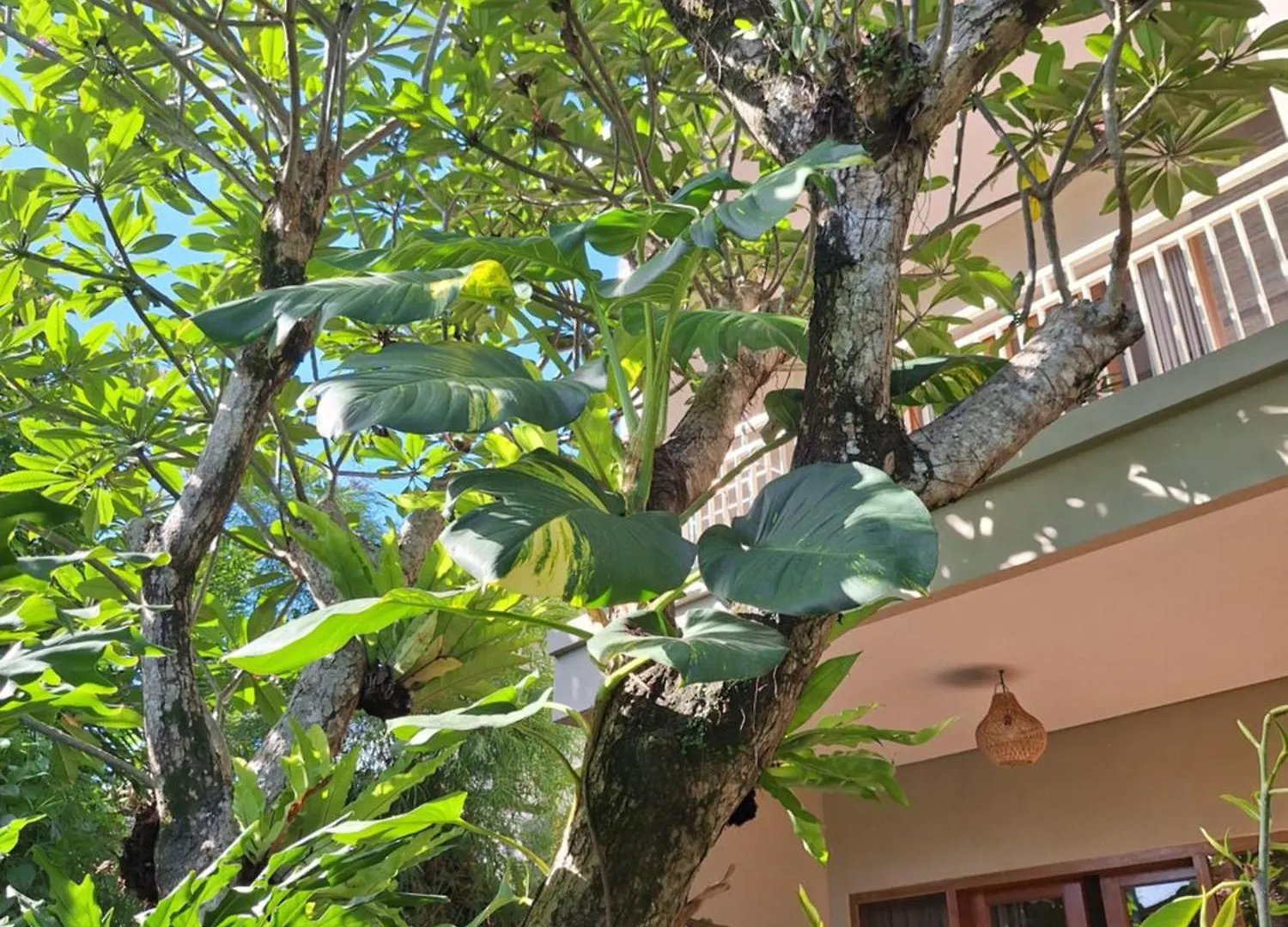 Pensión Kasapa Inn Ubud
